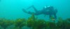 HOBO Water Level Membantu Pemantauan Ekologis Untuk Pemulihan Kelp di Puget Sound